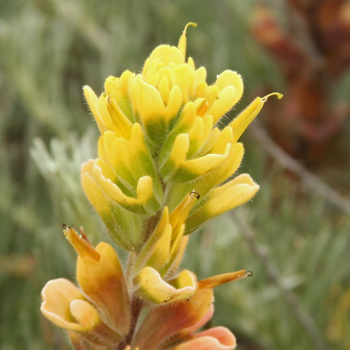 40 Most Common Wildflowers at the Reserve Point Lobos Foundation